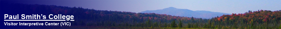 Saint Regis Mountain from the Barnum Brook Trail (10 October 2005)